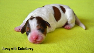 DARCY with CuteBerry