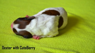 DEXTER with CuteBerry